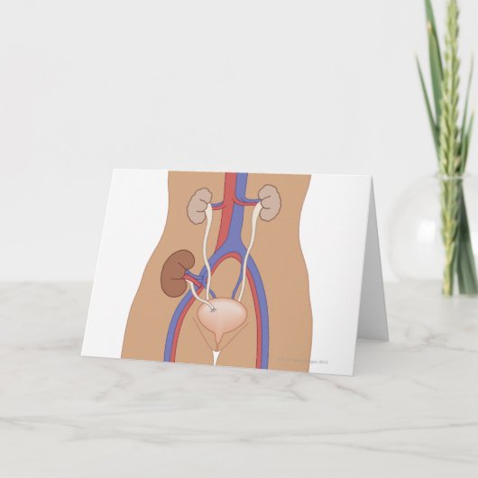 腎移植 カード (正面)