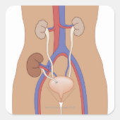 腎移植 スクエアシール (正面)