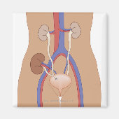 腎移植 マグネット (正面)