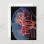 腎臓の内側のワイヤフレーム ポストカード (正面/裏面)