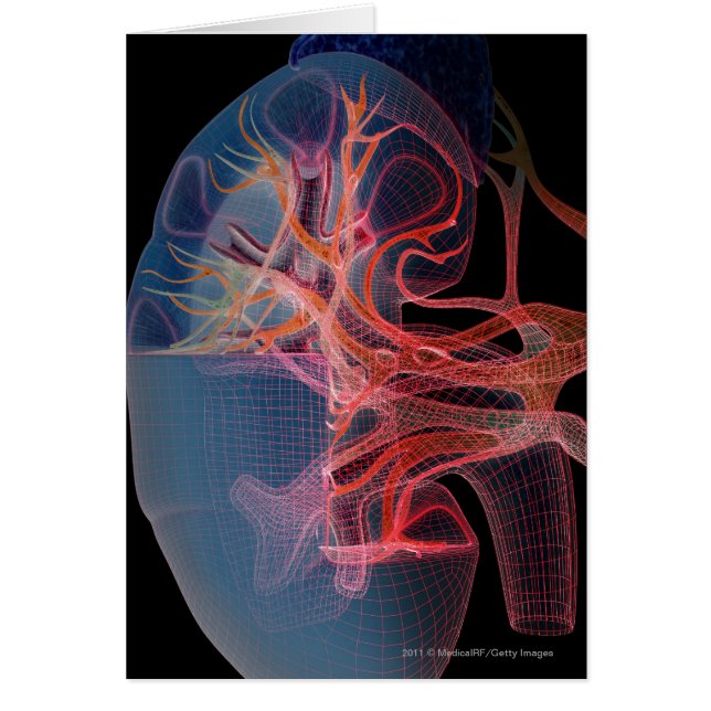 腎臓の内部のWireframe (正面)