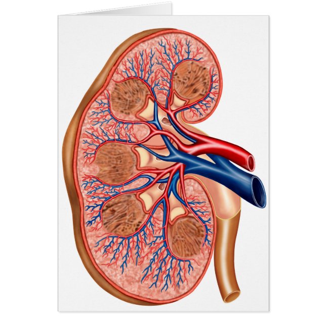 腎臓の内部解剖学的断面 (正面)