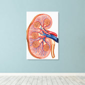 腎臓の内部解剖学的断面 キャンバスプリント (インサイチュ (ウッドフロア))