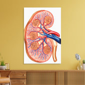 腎臓の内部解剖学的断面 キャンバスプリント (インサイチュ (リビング))