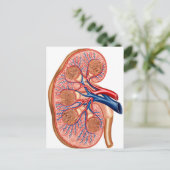 腎臓の内部解剖学的断面 ポストカード (スタンド正面)