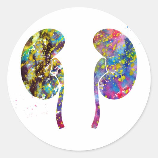 腎臓の解剖学 ラウンドシール (正面)