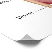 腎臓解剖学、ラベル付き図。 ポスター (角)