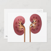 腎臓 ポストカード (正面/裏面)