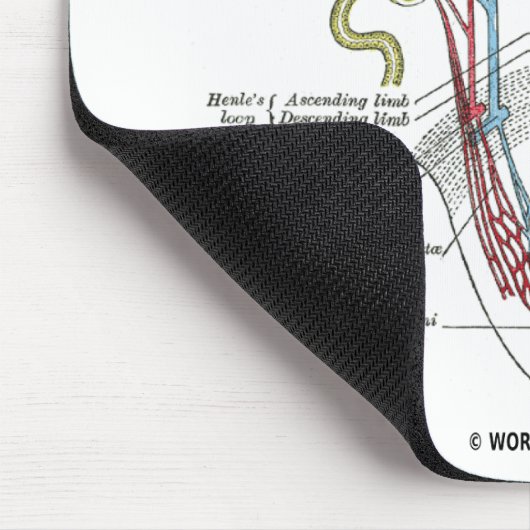 腎臓Nephron マウスパッド (コーナー)