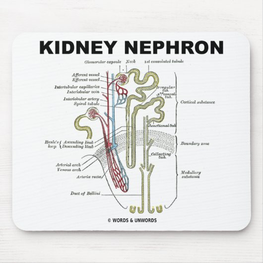 腎臓Nephron マウスパッド (正面)