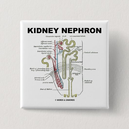 腎臓Nephron 缶バッジ (正面)
