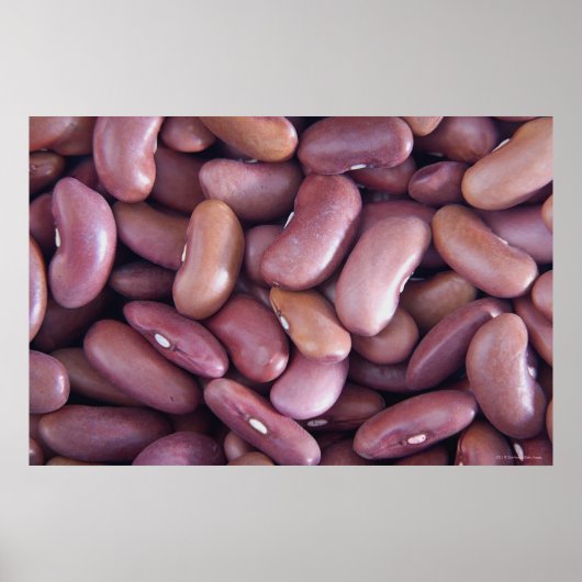 腎豆のクローズアップ ポスター (正面)