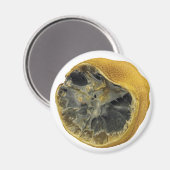 腐ったレモン マグネット (正面/裏面)