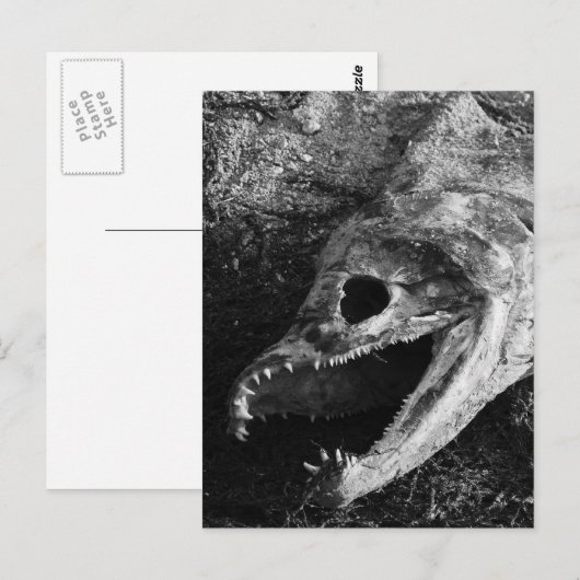 腐った魚の頭骨 ポストカード (正面/裏面)