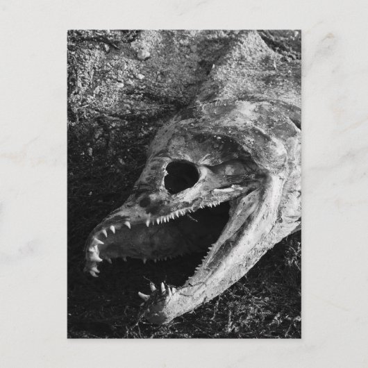 腐った魚の頭骨 ポストカード (正面)