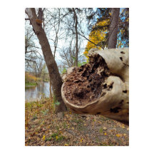 腐敗と生命の並置