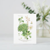 腐食性の種 ポストカード (スタンド正面)