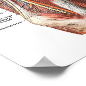 腕と肘の構造 ポスター (角)