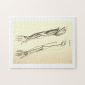 腕のヴィンテージの解剖学|筋肉そして骨 ジグソーパズル (横)