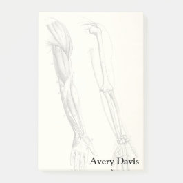 腕のヴィンテージの解剖学|筋肉そして骨 ポストイット