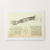 腕のヴィンテージの解剖学|筋肉(1852年頃) ジグソーパズル (横)