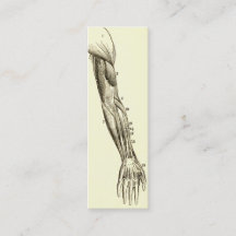 腕のヴィンテージの解剖学|筋肉(1852年頃)