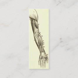 腕のヴィンテージの解剖学|筋肉(1852年頃) スキニー名刺