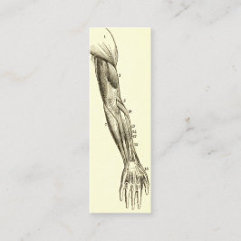 腕のヴィンテージの解剖学|筋肉(1852年頃) スキニー名刺