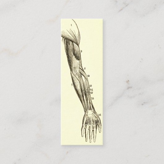 腕のヴィンテージの解剖学|筋肉(1852年頃) スキニー名刺 (正面)
