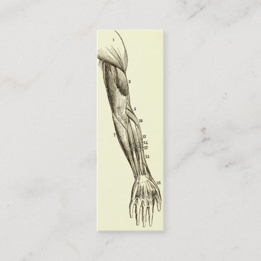 腕のヴィンテージの解剖学|筋肉(1852年頃) スキニー名刺 (正面)