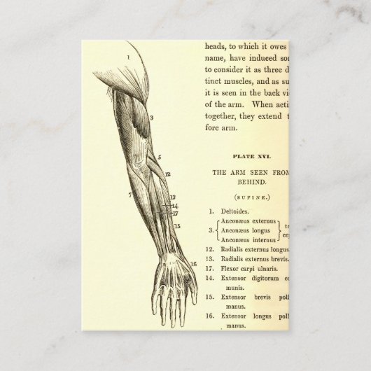 腕のヴィンテージの解剖学|筋肉(1852年頃) 名刺 (正面)