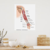 腕の筋肉の後のビュー、ラベル付きスケッチ。 ポスター (キッチン)