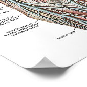 腕の静脈 ポスター (角)