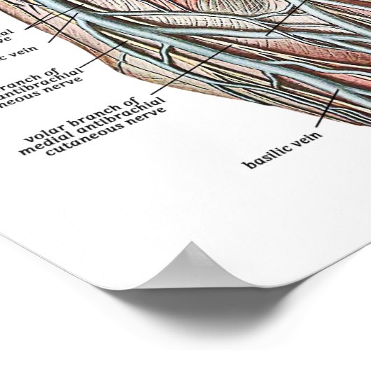 腕の静脈 ポスター (角)