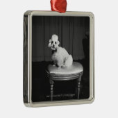 腰掛けB&Wに坐っている白いプードル メタルオーナメント (右)