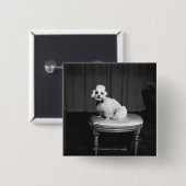 腰掛けB&Wに坐っている白いプードル 缶バッジ (正面&裏面)