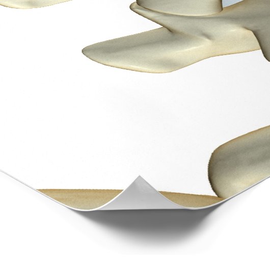 腰椎の骨 ポスター (角)