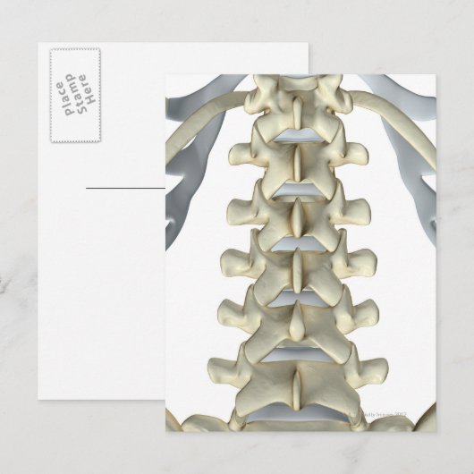 腰椎の骨 ポストカード (正面/裏面)