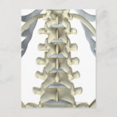 腰椎の骨 ポストカード (正面)