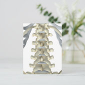 腰椎の骨 ポストカード (スタンド正面)