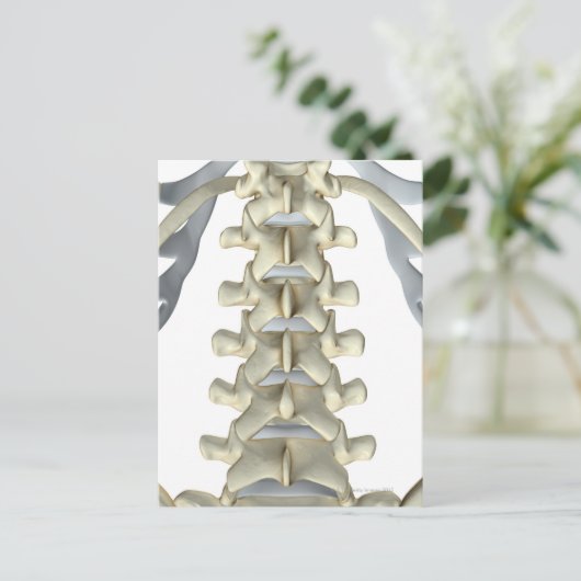 腰椎の骨 ポストカード (スタンド正面)