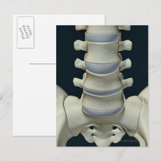 腰椎2の骨 ポストカード (正面/裏面)
