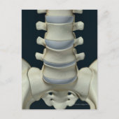 腰椎2の骨 ポストカード (正面)