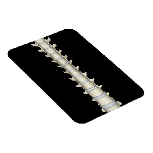 腰椎、胸椎 マグネット (右側)