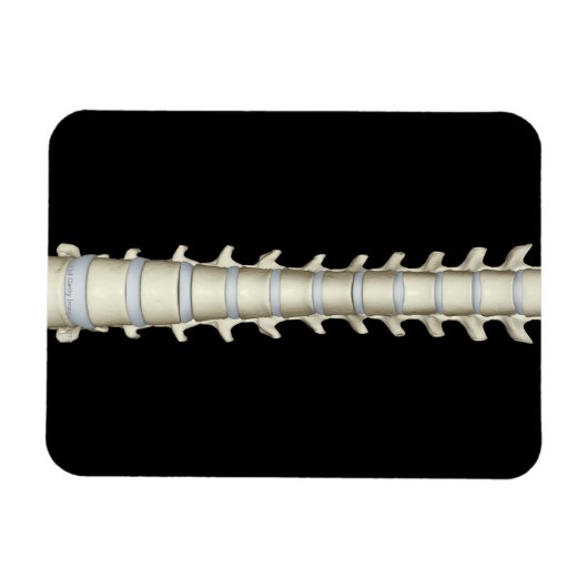 腰椎、胸椎 マグネット (横)