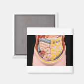 腸を持つ人間の腹部のモデル マグネット (正面/裏面)