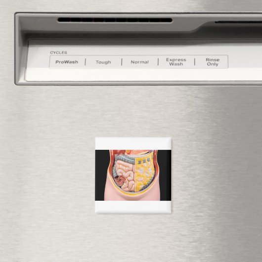 腸を持つ人間の腹部のモデル マグネット (インサイチュ (食洗機))