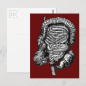 腸図ヴィンテージ ポストカード (正面/裏面)