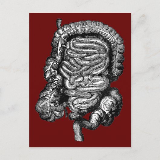 腸図ヴィンテージ ポストカード (正面)