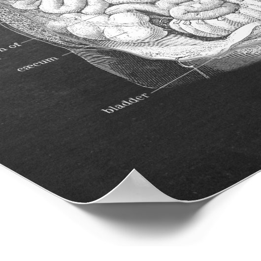 腸管解剖学 ポスター (角)